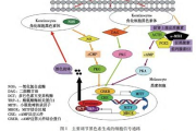 ckbb是什么酶,CKBB的定义